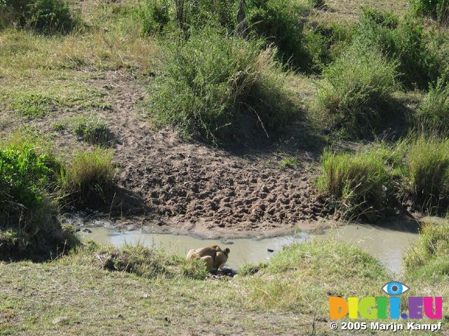 14640 Lion drinking